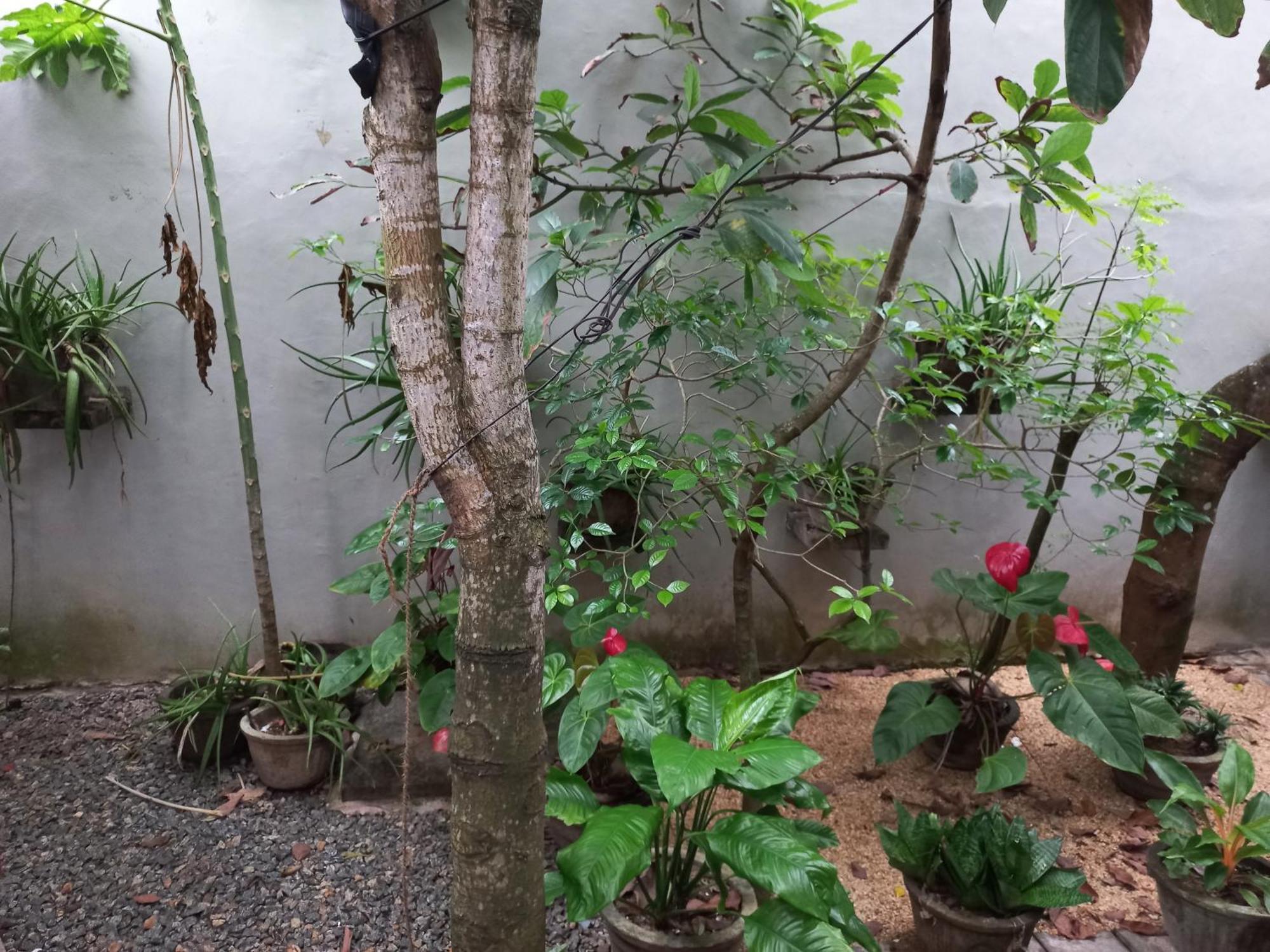 Mango Villa 703 Hikkaduwa Rom bilde